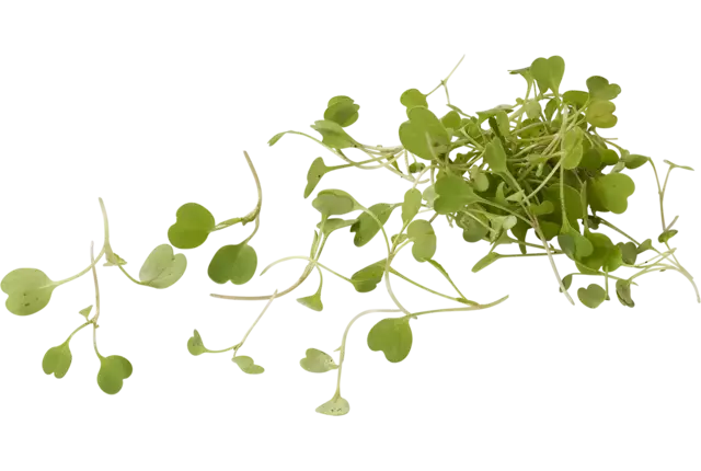 Micro arugula 30gr piece